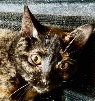Tortoiseshell Cats Available for Adoption - Sienna | PetCurious