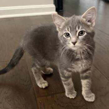 Maren -  Domestic Short Hair Cat for Adoption in La Grange, Kentucky - Maren | PetCurious