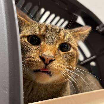 Stripes -  Domestic Short Hair Cat for Adoption in Tampa, Florida - Stripes | PetCurious