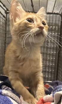 BOBBY -  Domestic Short Hair Cat for Adoption in San Antonio, Texas - BOBBY | PetCurious