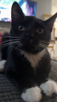 Rescue Domestic Short Hair Cats for Adoption in Tampa, Florida - Tiny Tank | PetCurious