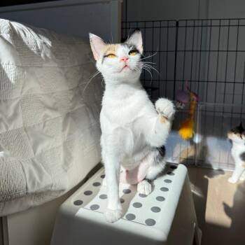 Pebble -  Domestic Short Hair Cat for Adoption in Chicago, Illinois - Pebble | PetCurious