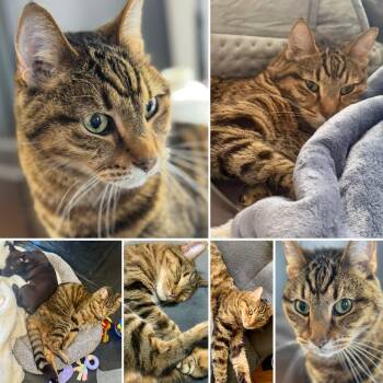 Teagan (courtesy listing) -  Domestic Short Hair and Bengal Cat for Adoption in Myrtle Beach, South Carolina - Teagan (courtesy Listing) | PetCurious