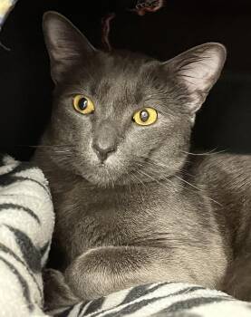 Domestic Short Hair Cats Available for Adoption in Harrison, New York - Grayson | PetCurious