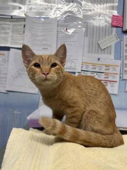 Lindana -  Domestic Short Hair Cat for Adoption in Roseville, California - Lindana | PetCurious