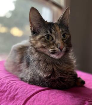 Domestic Short Hair Cats Available for Adoption - Luna Sutton | PetCurious