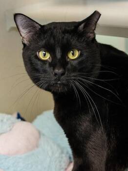 Akari -  Domestic Short Hair Cat for Adoption in Longmont, Colorado - Akari | PetCurious