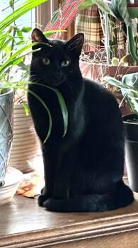 Ravena -  Domestic Short Hair Cat for Adoption in Anchorage, Alaska - Ravena | PetCurious