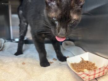 Rescue Domestic Short Hair Cats for Adoption in Jacksonville, Florida - SALEM | PetCurious