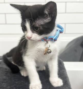 Domestic Short Hair Cats Available for Adoption in Dallas, Texas - Coral | PetCurious