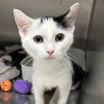Lady Bug -  Domestic Short Hair Cat for Adoption in Naperville, Illinois - Lady Bug | PetCurious