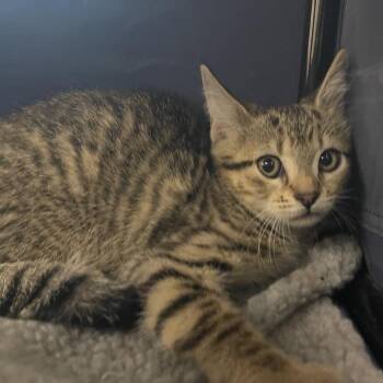 Domestic Short Hair Cats Available for Adoption in Lake Panasoffkee, Florida - Cathy | PetCurious
