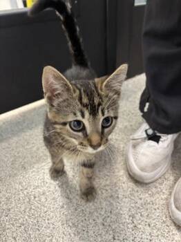 Pablo -  Domestic Short Hair Cat for Adoption in Schenectady, New York - Pablo | PetCurious
