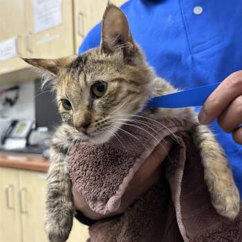 A887882 -  Domestic Short Hair Cat for Adoption in Camarillo, California - A887882 | PetCurious