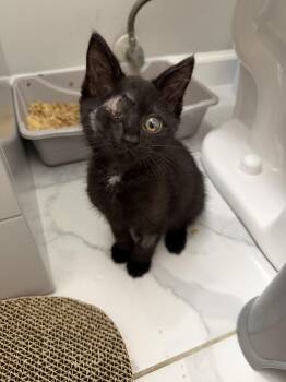 Phil -  Domestic Short Hair Cat for Adoption in Columbus, Ohio - Phil | PetCurious