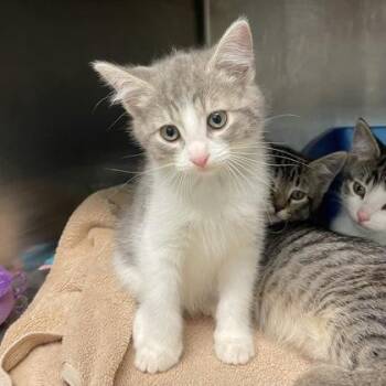 Domestic Short Hair Cats Available for Adoption in Flagstaff, Arizona - Dusk | PetCurious