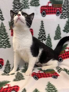 Rescue Domestic Short Hair Cats for Adoption in Newberg, Oregon - Mama Barbara | PetCurious