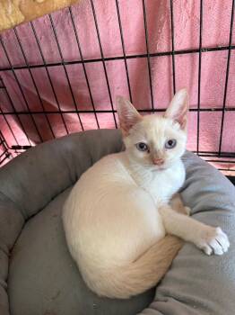 Jinx -  Siamese Cat for Adoption in Camp Hill, Pennsylvania - Jinx | PetCurious