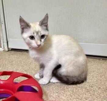 Kit-Kat -  Domestic Short Hair Cat for Adoption in Atlanta, Georgia - Kit-Kat | PetCurious