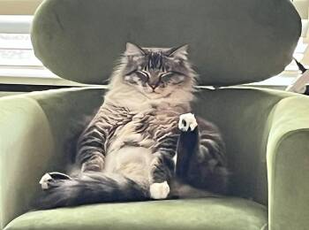 MOUSE #2027 - Offered by Owner - Sweet family guy -  Domestic Long Hair and Maine Coon Cat for Adoption in Hillsboro, Oregon - MOUSE #2027 - Offered By Owner - Sweet Family Guy | PetCurious