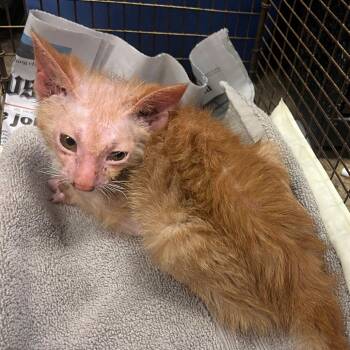 Domestic Short Hair Cats Available for Adoption - Gollum | PetCurious