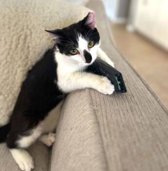 Domestic Short Hair Cats Available for Adoption - Mr Eggy | PetCurious