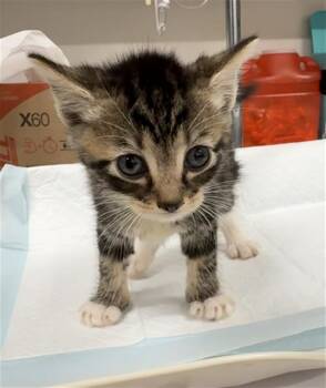 ATREYU -  Domestic Short Hair Cat for Adoption in Baytown, Texas - ATREYU | PetCurious
