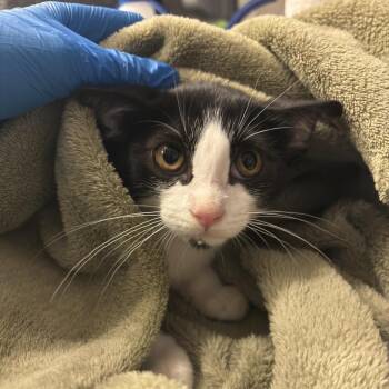 Jalapeno -  Domestic Short Hair Cat for Adoption in Council Bluffs, Iowa - Jalapeno | PetCurious