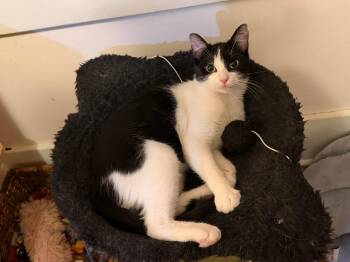 Tuxedo Cats Available for Adoption - Matilda | PetCurious