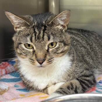 Domestic Short Hair Cats Available for Adoption in Springfield, Illinois - Whale | PetCurious