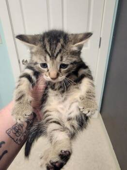 Rescue Domestic Short Hair Cats for Adoption in Harbor Springs, Michigan - Finn | PetCurious