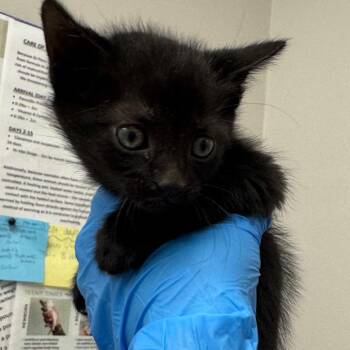 Spring -  Domestic Short Hair Cat for Adoption in Columbiana, Alabama - Spring | PetCurious