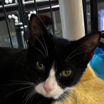 Juliette -  Domestic Short Hair Cat for Adoption in Columbus, North Carolina - Juliette | PetCurious