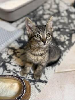 Sofi -  Domestic Short Hair Cat for Adoption in Liverpool, Texas - Sofi | PetCurious