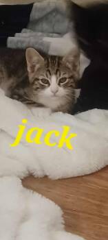 Rescue Tabby Cats for Adoption in Eugene, Oregon - Jack | PetCurious