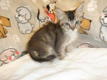 POODLE -  Domestic Short Hair Cat for Adoption in San Jose, California - POODLE | PetCurious