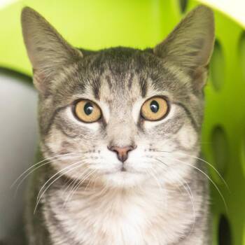 Lady Madonna -  Domestic Short Hair Cat for Adoption in Middletown, Rhode Island - Lady Madonna | PetCurious