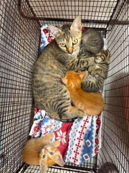 26-1068C -  Domestic Short Hair Cat for Adoption in Sorrento, Louisiana - 26-1068C | PetCurious
