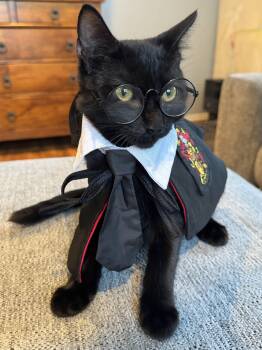 Nox (Snuggles & Ragdoll Holds) -  Bombay and Domestic Short Hair Cat for Adoption in Houston, Texas - Nox (Snuggles & Ragdoll Holds) | PetCurious