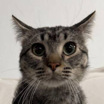 Slipknot -  Domestic Short Hair Cat for Adoption in Auburn, Nebraska - Slipknot | PetCurious