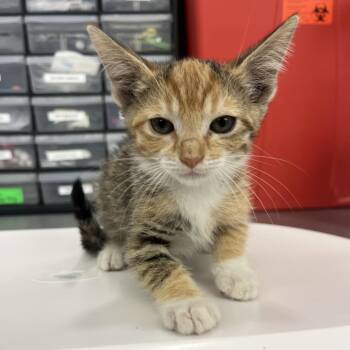 Dig Dug -  Domestic Short Hair Cat for Adoption in Los Angeles, California - Dig Dug | PetCurious
