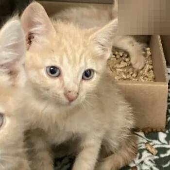 Magpie -  Domestic Short Hair Cat for Adoption in Philadelphia, Pennsylvania - Magpie | PetCurious