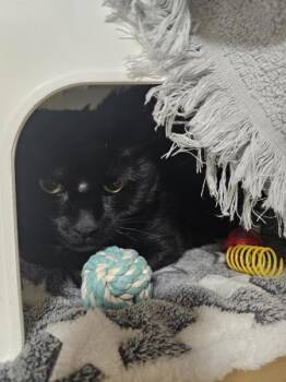 Domestic Short Hair Cats Available for Adoption in Kennewick, Washington - Buddha | PetCurious