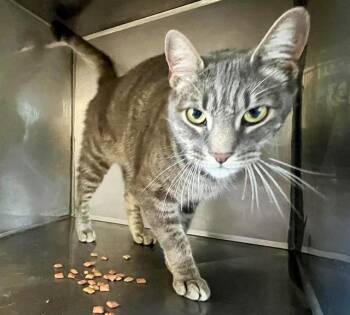Rescue Domestic Short Hair Cats for Adoption in Santa Cruz, California - WILDER* | PetCurious