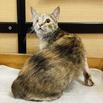 Xena -  Domestic Short Hair Cat for Adoption in Austin, Texas - Xena | PetCurious
