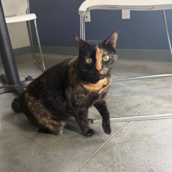 Cleopatra -  Domestic Short Hair Cat for Adoption in Kennebunk, Maine - Cleopatra | PetCurious
