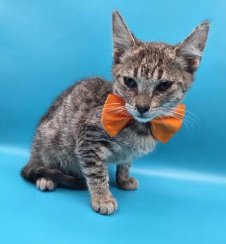 The Nuts, Almond, Cashew, Pecan, Peanut -  Domestic Short Hair and Tabby Cat for Adoption in Magnolia Springs, Alabama - The Nuts, Almond, Cashew, Pecan, Peanut | PetCurious