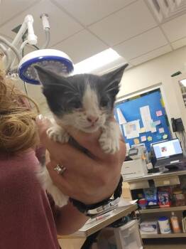 DINAH -  Domestic Medium Hair and Domestic Short Hair Cat for Adoption in Albuquerque, New Mexico - DINAH | PetCurious