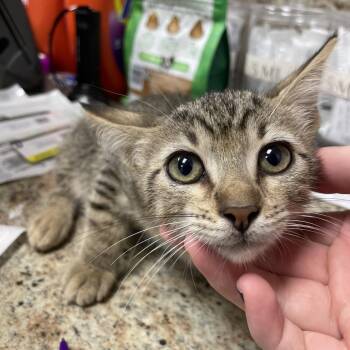 Kirby -  Domestic Short Hair Cat for Adoption in Dickinson, Texas - Kirby | PetCurious