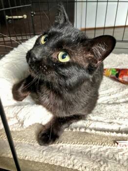 Domestic Short Hair Cats Available for Adoption in Elk Grove, California - Harry | PetCurious